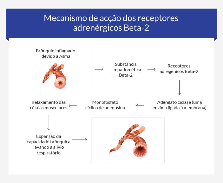 mecanismo de accao dos receptores adrenérgicos beta-2 (broncodilatadores)